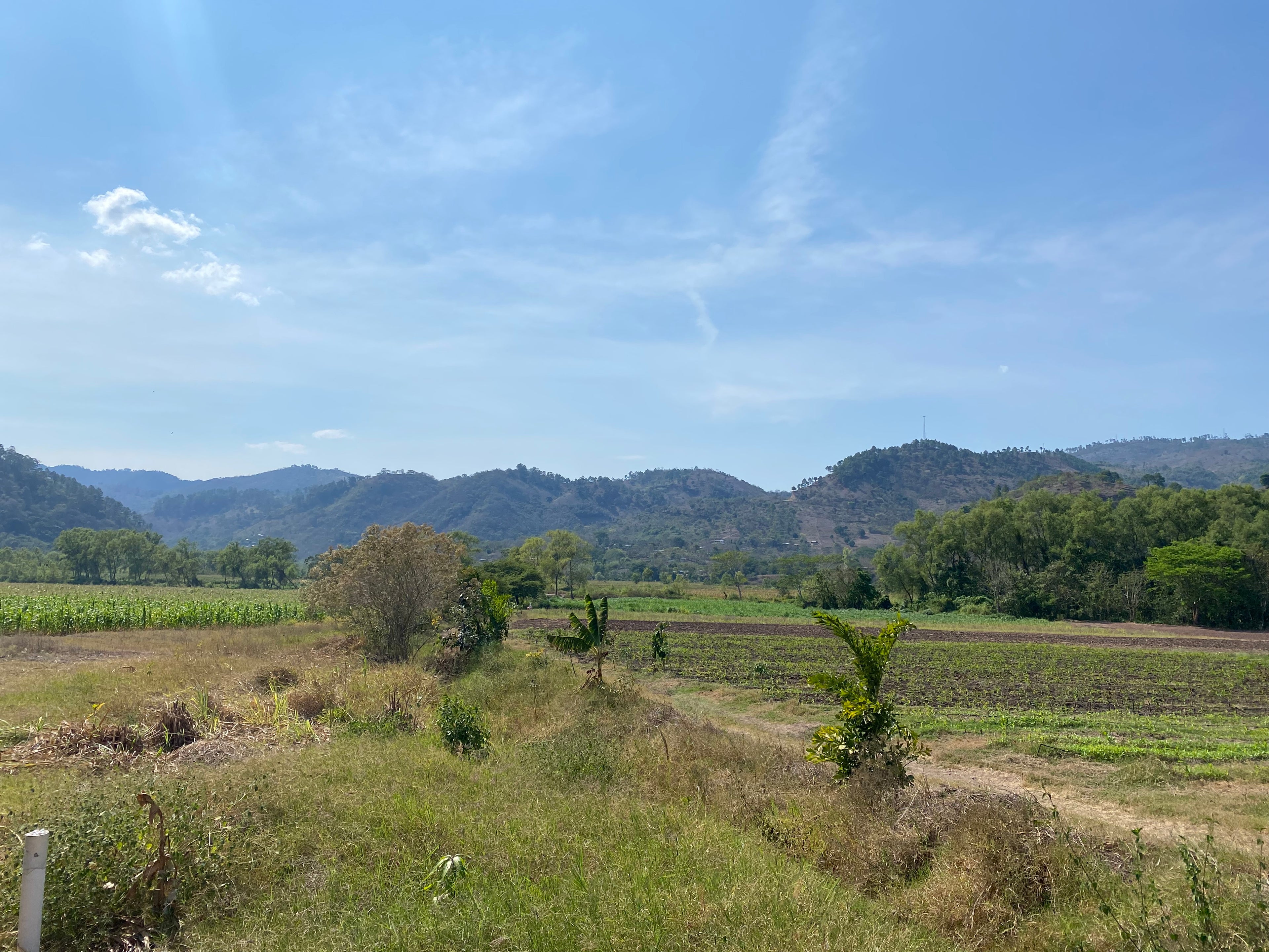 Honduran mountain 